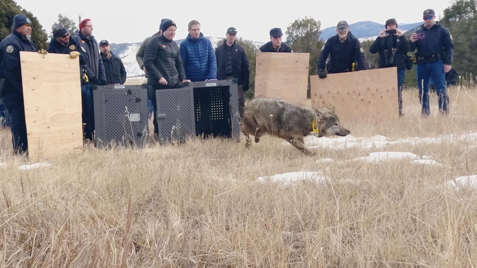 One of five wolves reintroduced to northern Colorado in December 2023.