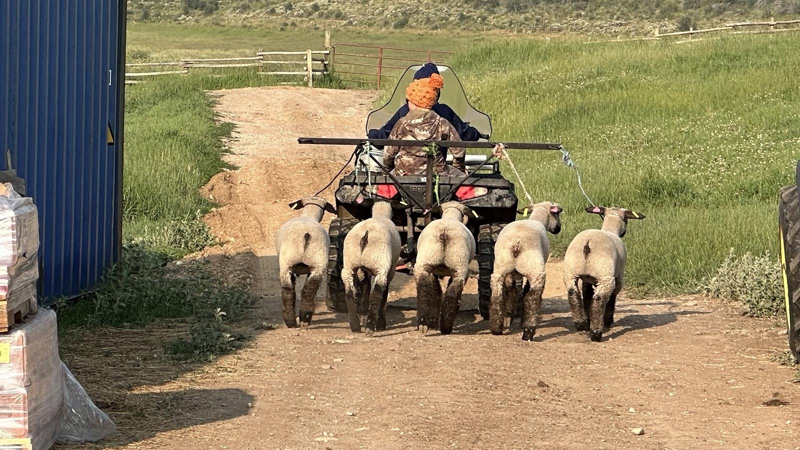 The Wood children in Grand County, Colorado frequently take their 4-H sheep for walks by tethering them to an ATV. There were on such a walk on Thursday when the passed right by where a wolf was hiding.