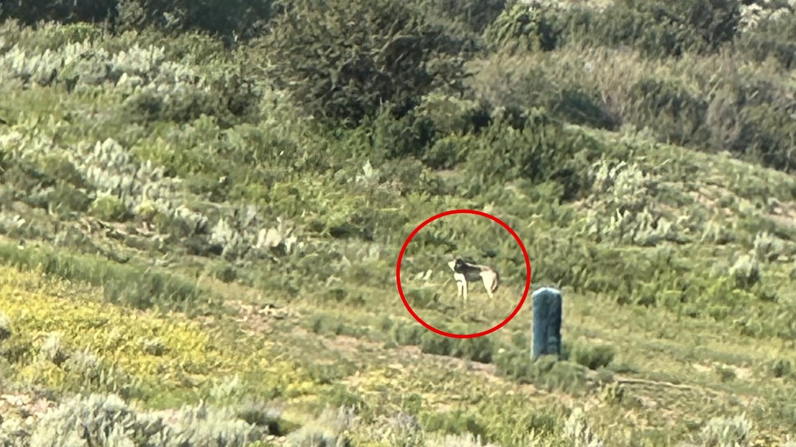 This wolf came within 15-20 yards of two children and their sheep on the Wood family ranch in Grand County, Colorado.