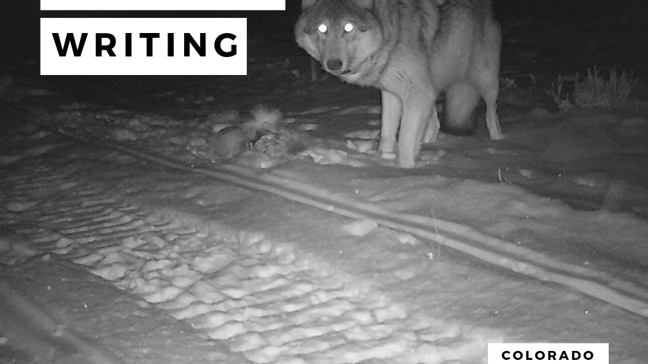 Colorado Wolf Project