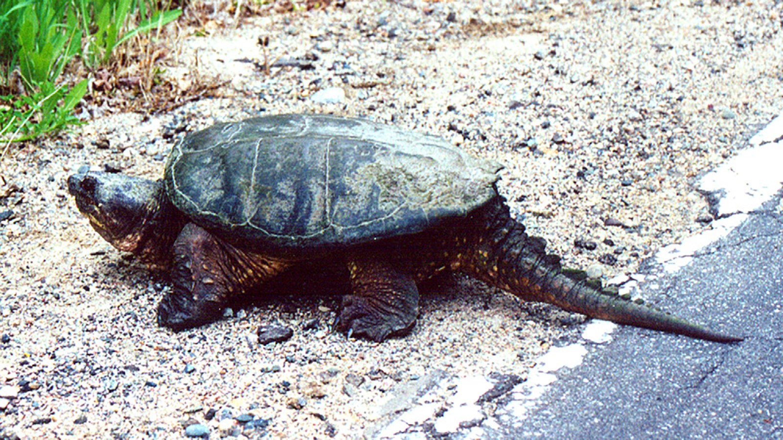 Common snapping turtles are found around Wyoming, although much smaller than their southern relatives, which can grow to be 100 pounds.