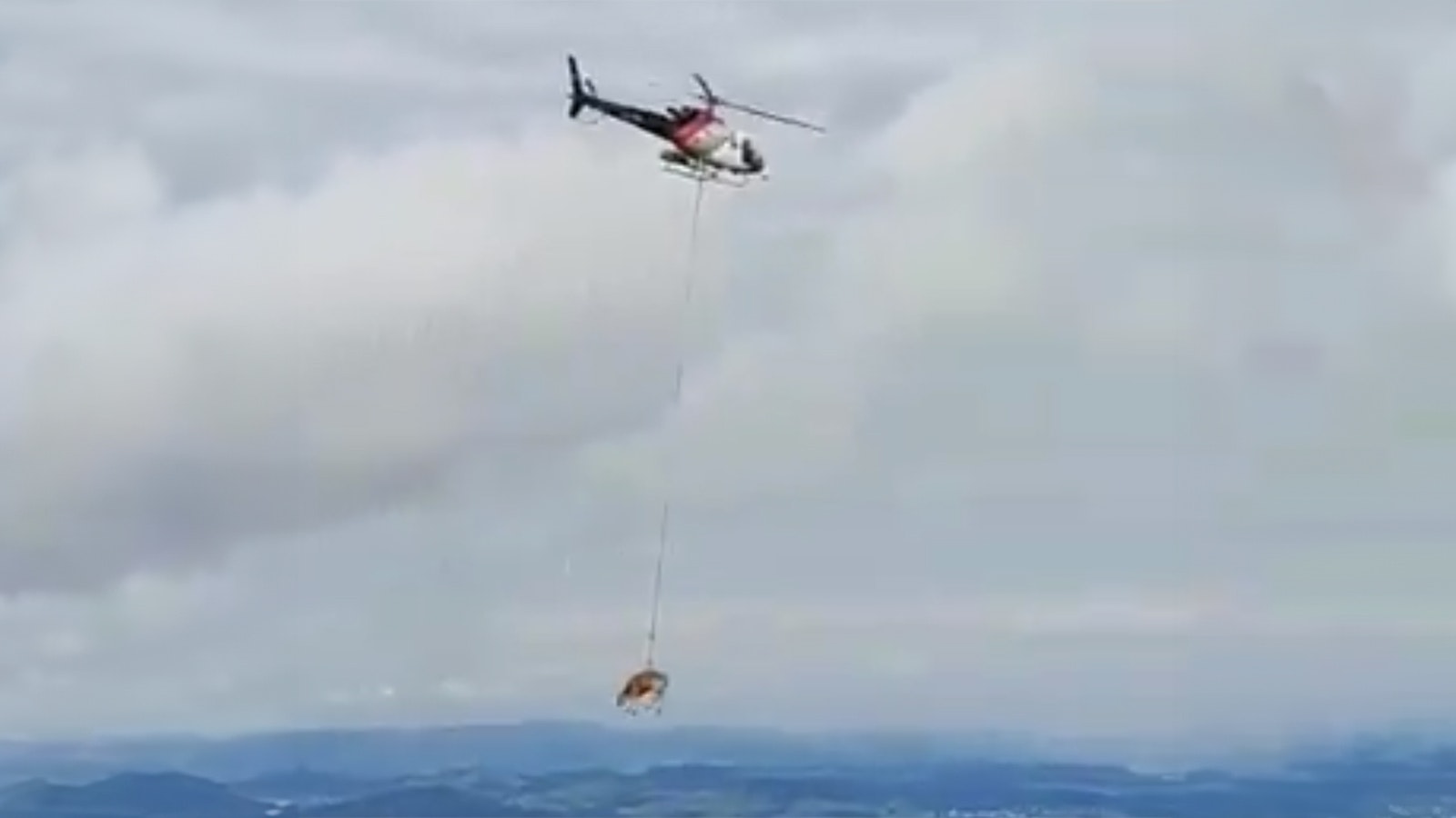 This still image from a video posted to X by Nature is Amazing shows a cow dangling from a helicopter in Switzerland.