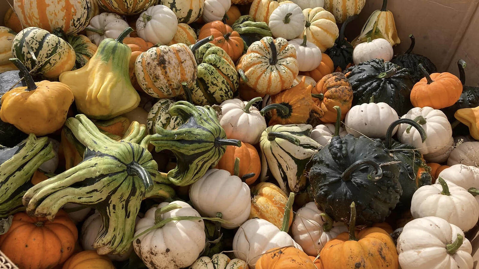 Pumpkins and gourds sold at the Gallagher Corn Maze and Pumpkin Patch are grown on the ranch’s 2-acre pumpkin patch.