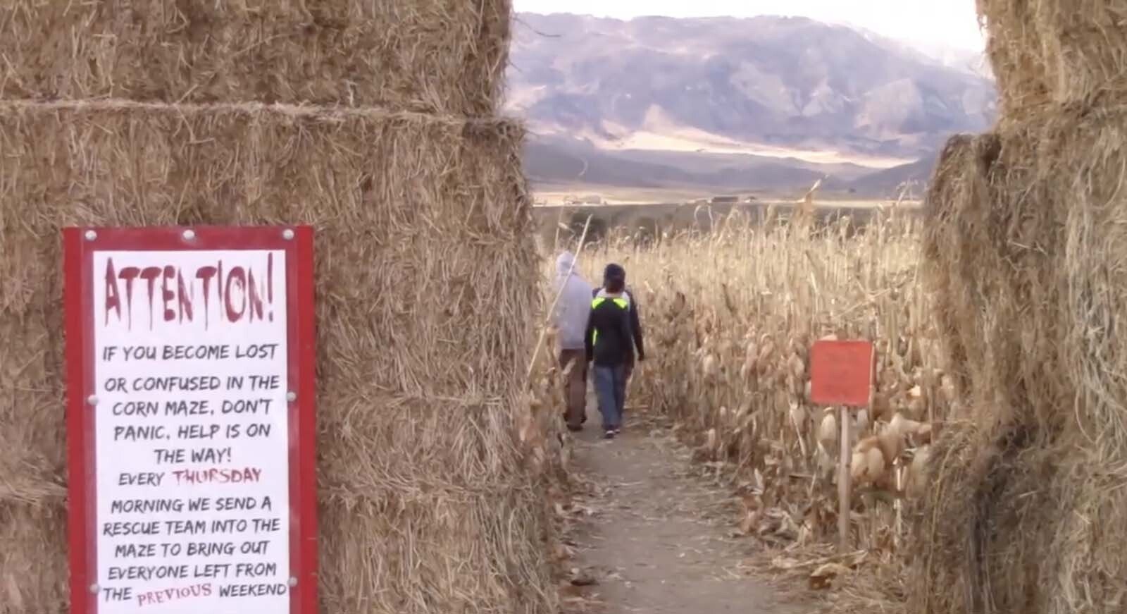 Corn maze cody 1 28 25