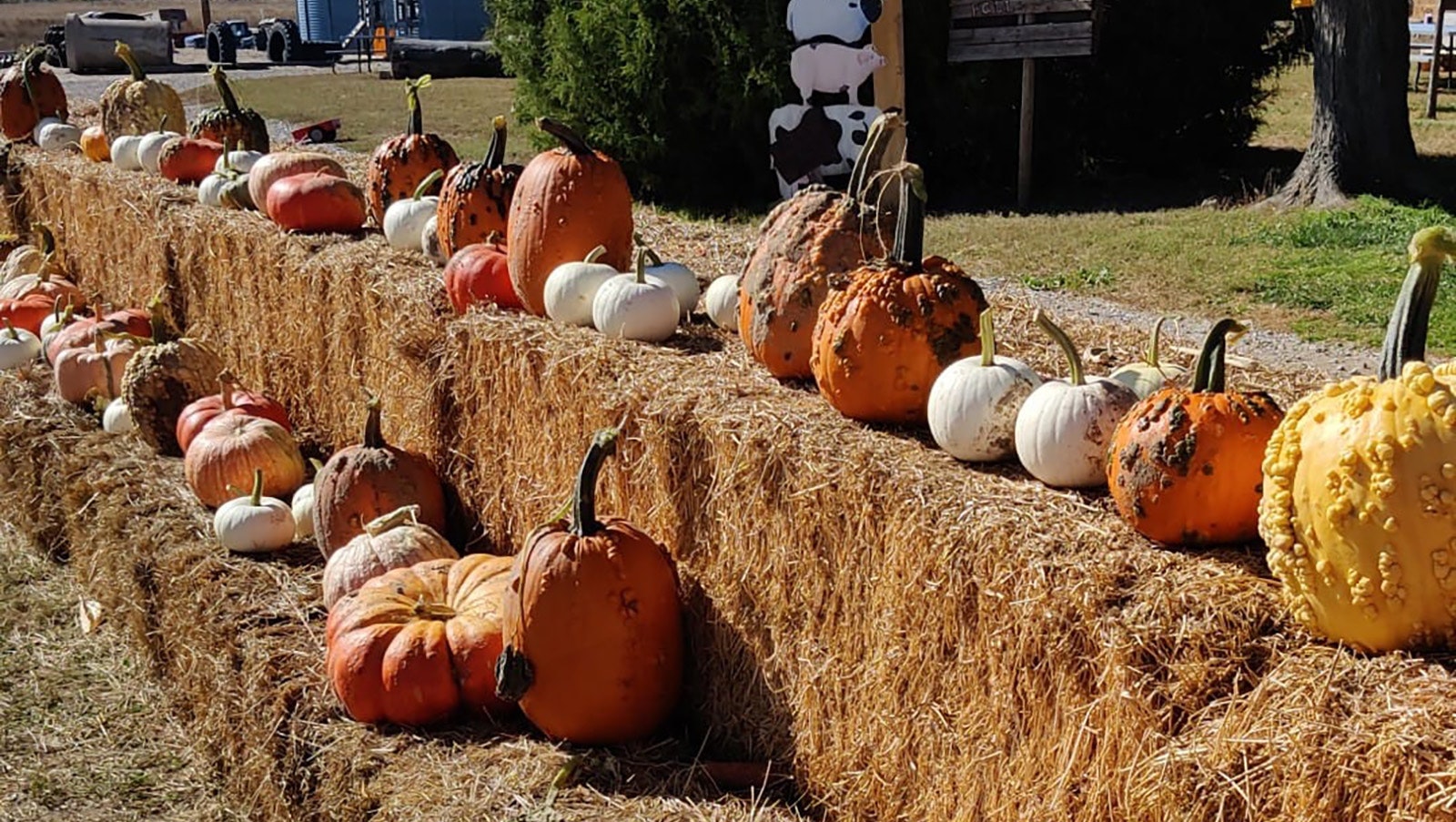 There's a lot more for kids to do than the corn maze at Ellis' Harvest Home.