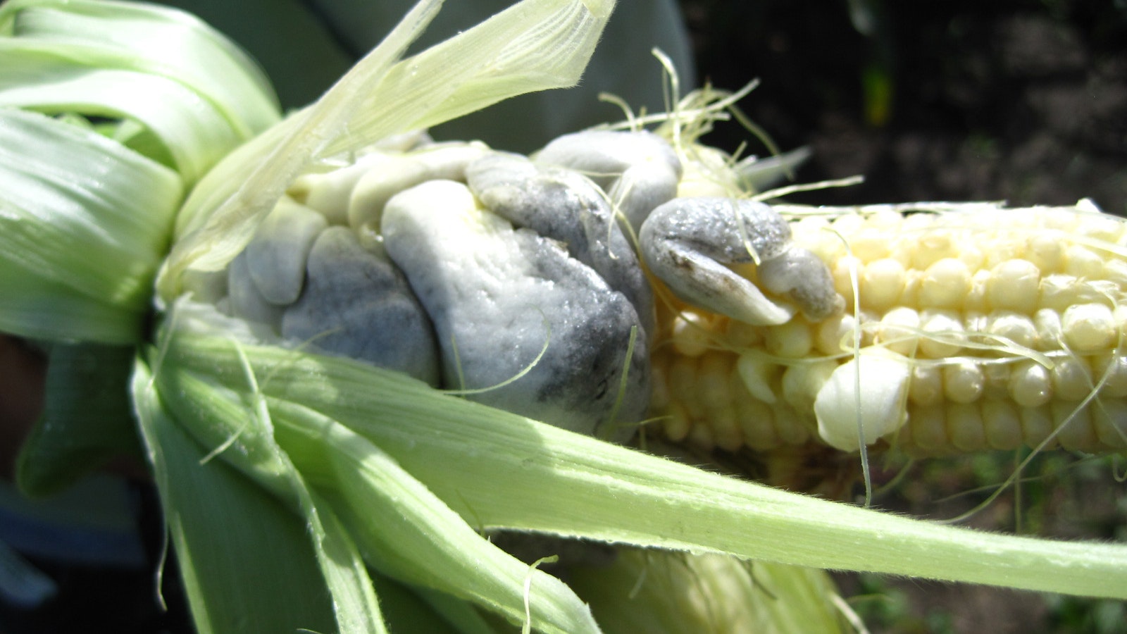 Huitlacoche, aka corn truffles or corn smut, is a fungus that grows on corn that isn't popular in Wyoming, but many consider a delicacy.