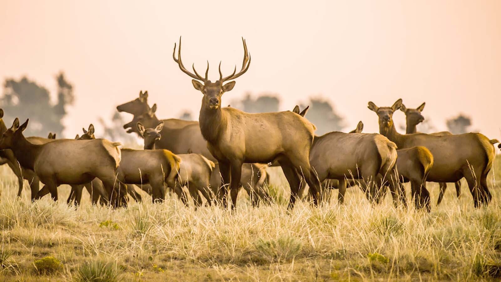 Elk started filtering into Nebraska from Wyoming decades ago, but recently their numbers have swollen to where they’re causing some problems, particularly in corn fields.