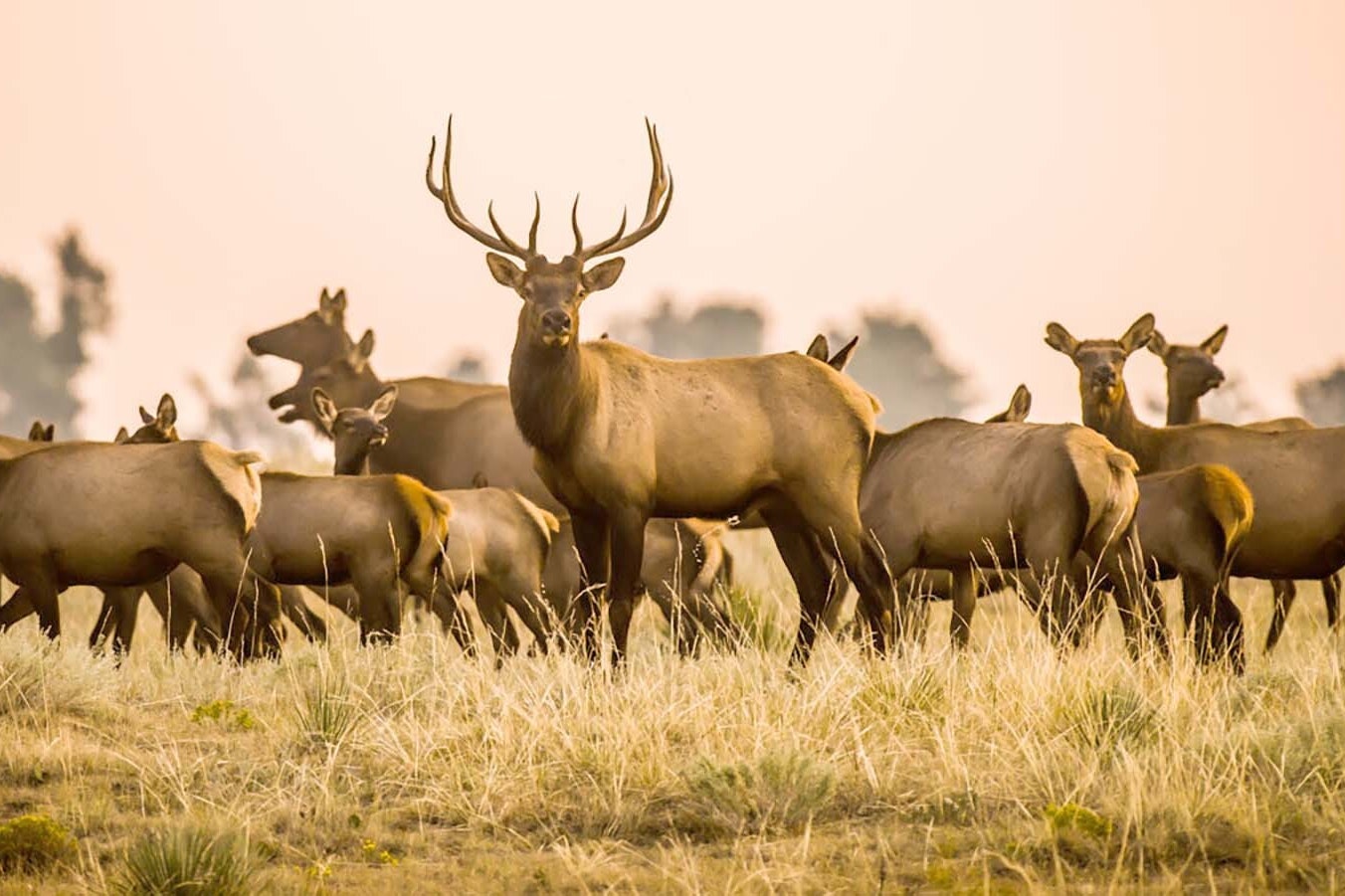 Elk started filtering into Nebraska from Wyoming decades ago, but recently their numbers have swollen to where they’re causing some problems, particularly in corn fields.