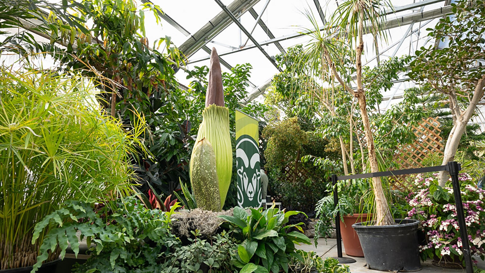 The folks at Colorado State University are excited for its corpse flower to bloom for the first time over the Memorial Day weekend.