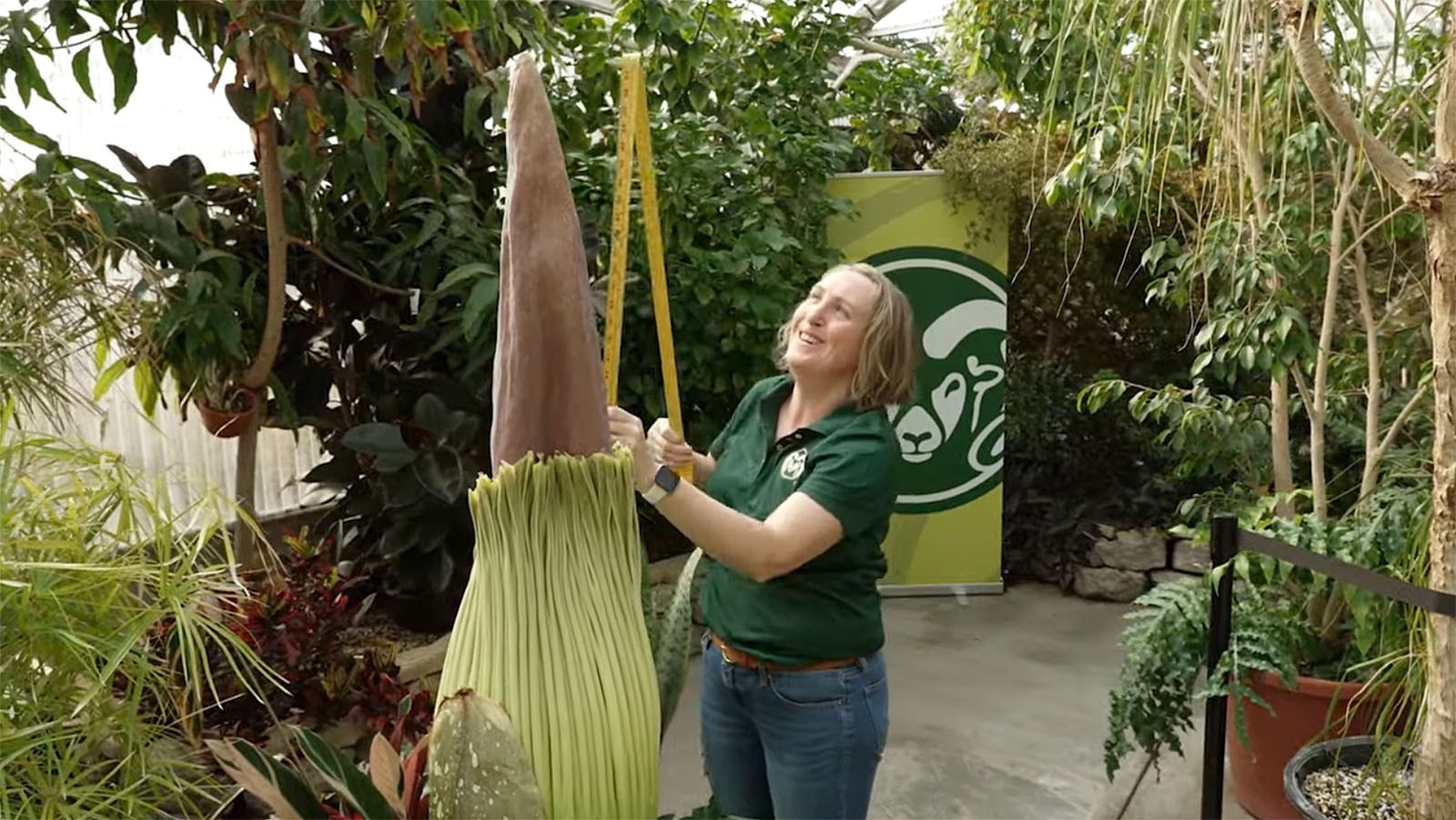 The folks at Colorado State University are excited for its corpse flower to bloom for the first time over the Memorial Day weekend. Here, Tammy Brenner, CSU's plant growth facility manager, measures the flower, which grows several inches a day leading up to its infrequent blooms, generally years apart.