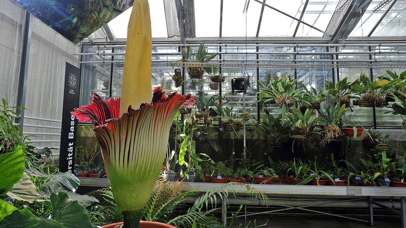 This file photo shows a titan arum flower, the largest unbranched inflorescence flowering plant in the world, in bloom at Basel University on April 23, 2011, in Basel, Switzerland.
