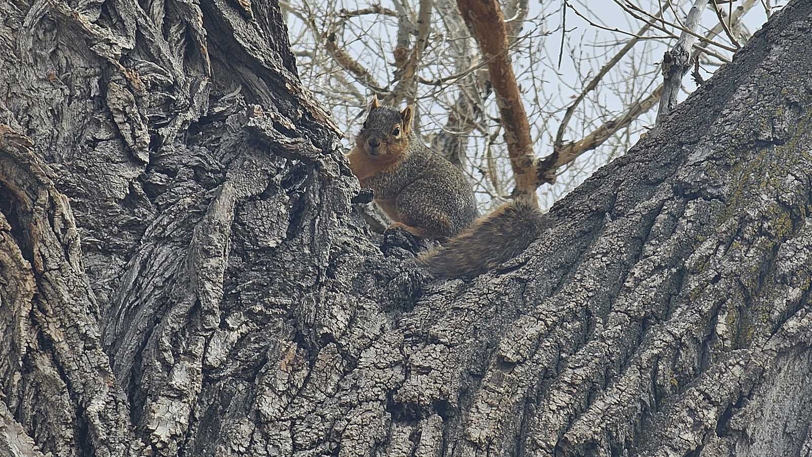 Squirrels are a problem for the city of Cheyenne trying to replace old cottonwoods because they kill saplings planted to take their place.