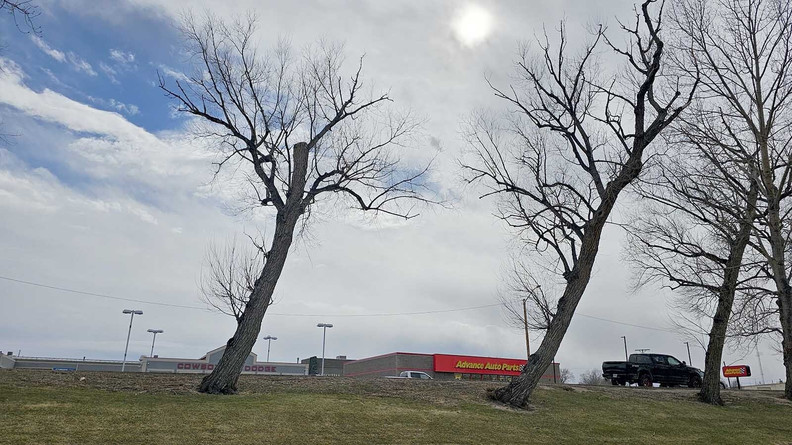 These trees have lost tops and are likely not long for this world.