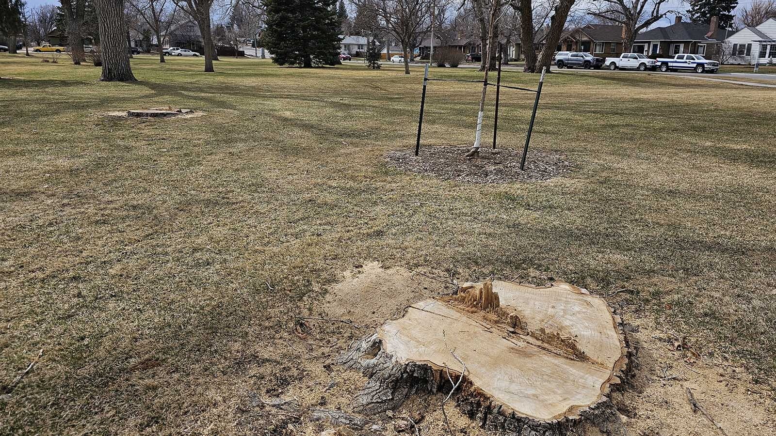 Dozens of huge, mature cottonwoods have come down in Cheyenne recently, replaced by saplings.