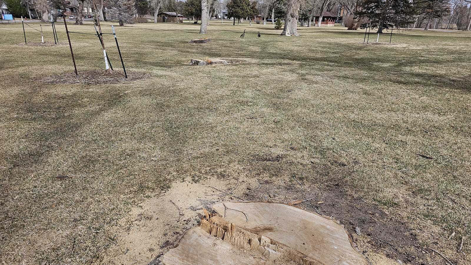 The stumps of three large cottonwoods string out in a line with saplings that replaced them interspersed in Cheyenne's Holiday Park.