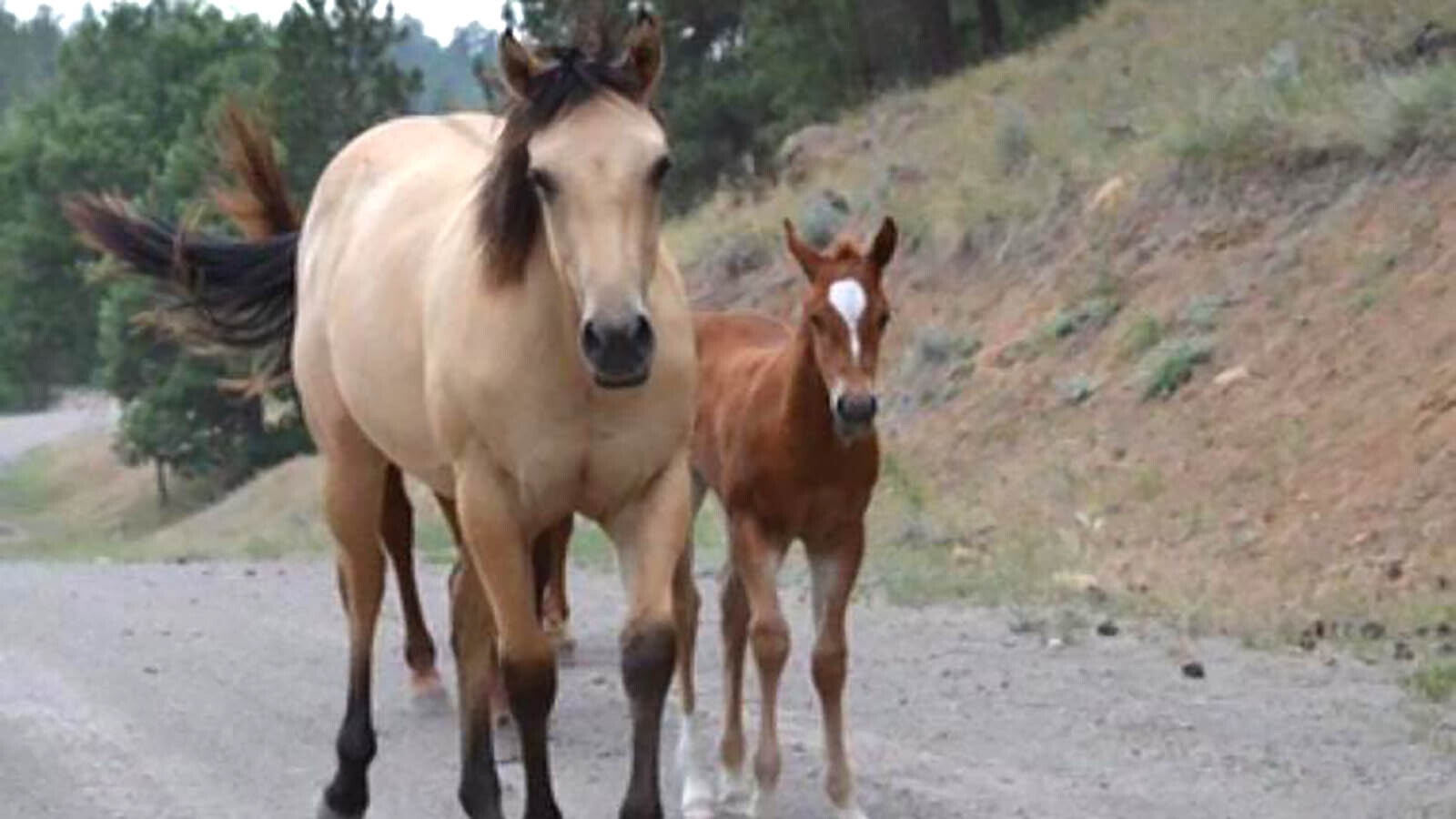 ave Wolfskill's horses often wander the stretch of Barlow Canyon Road that traverses through his family's ranch property where speeding motorists are a concern.