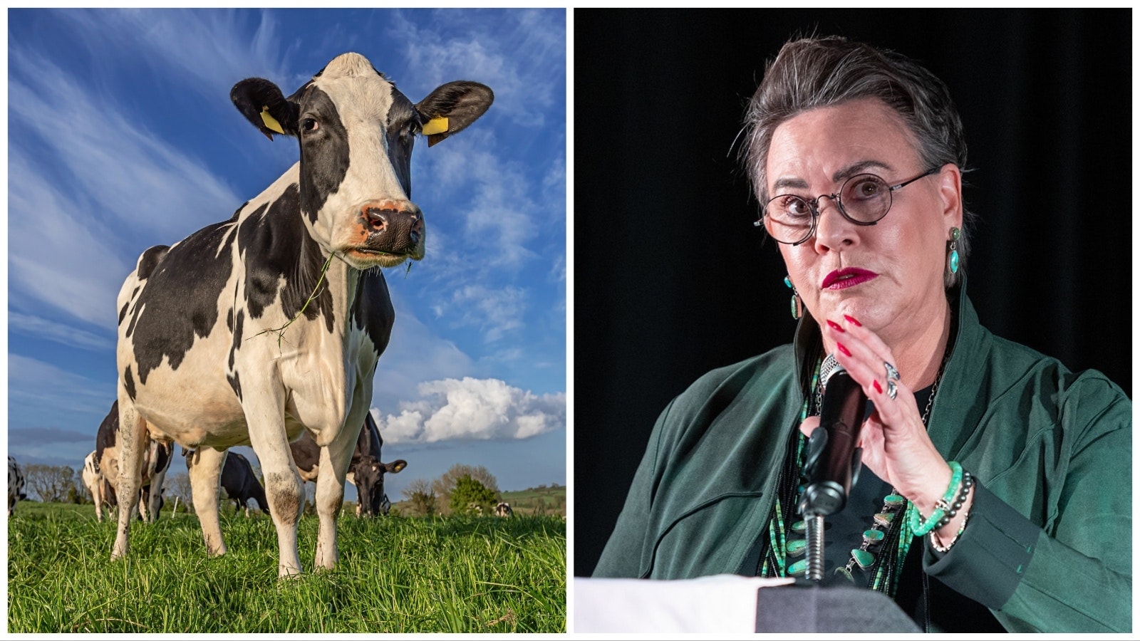 Cow and harriet hageman 11 3 23