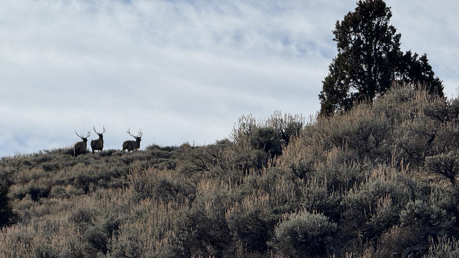 Ironically, hunters with late-season cow elk tags frequently find bull elk.