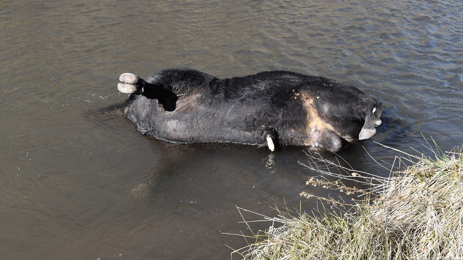 Cow slaughter from above 2 10 23