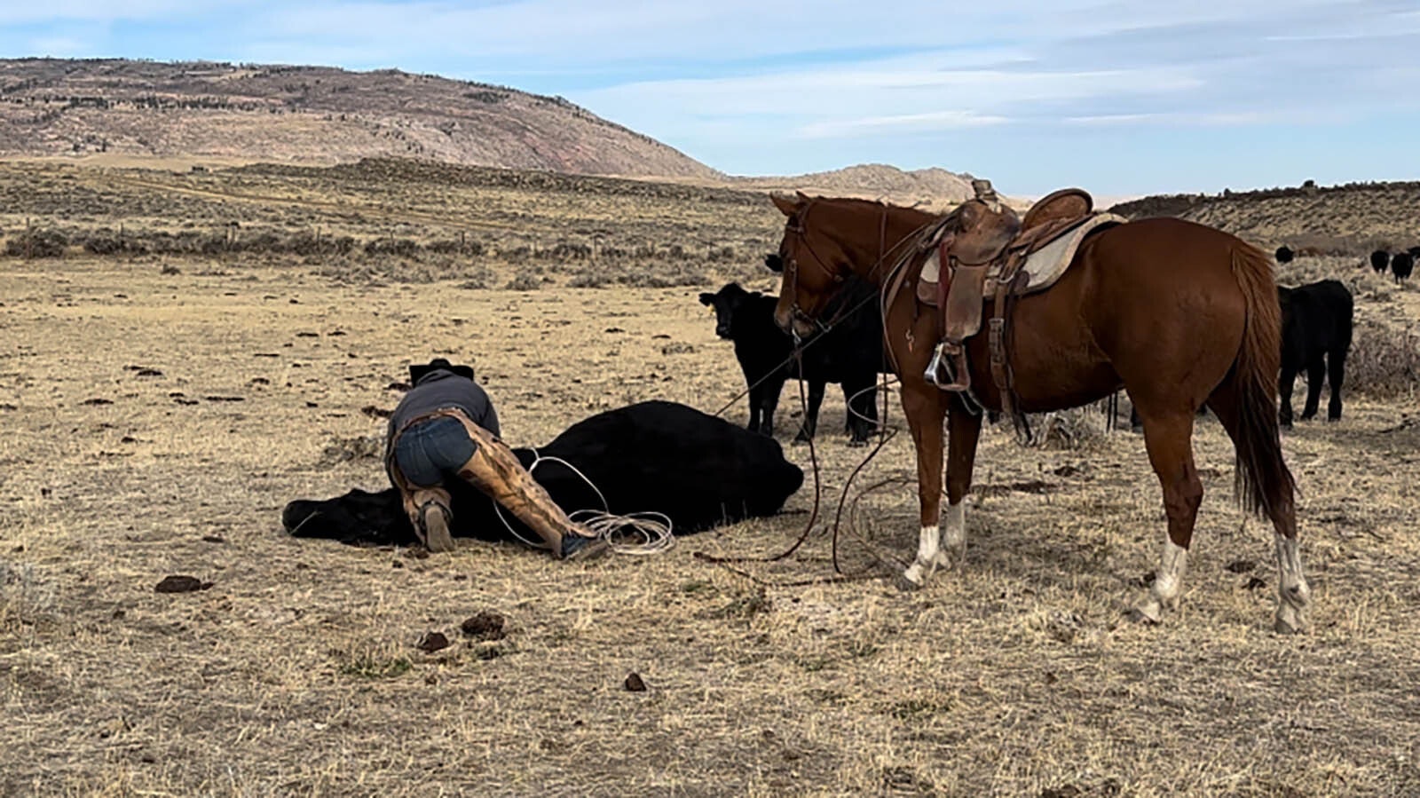 Checking on a cow at Falls Ranch outside of Casper is just part of a day’s work.