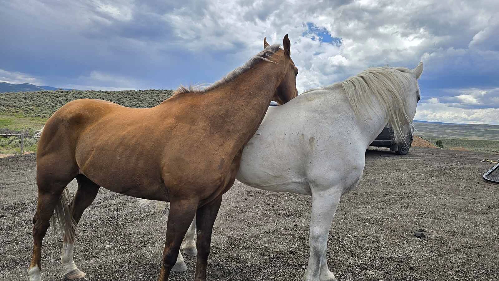 These two horses roam free at the Cowboy Starship.