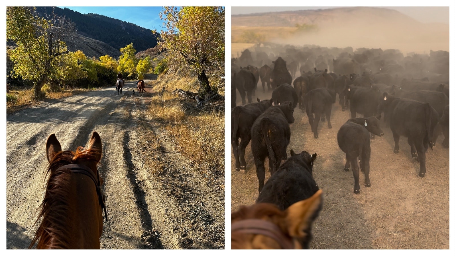 Falls Ranch outside of Casper, Wyoming, covers a lot of ground — nearly 80,000 acres with a herd of 1,200 cattle roaming on it.