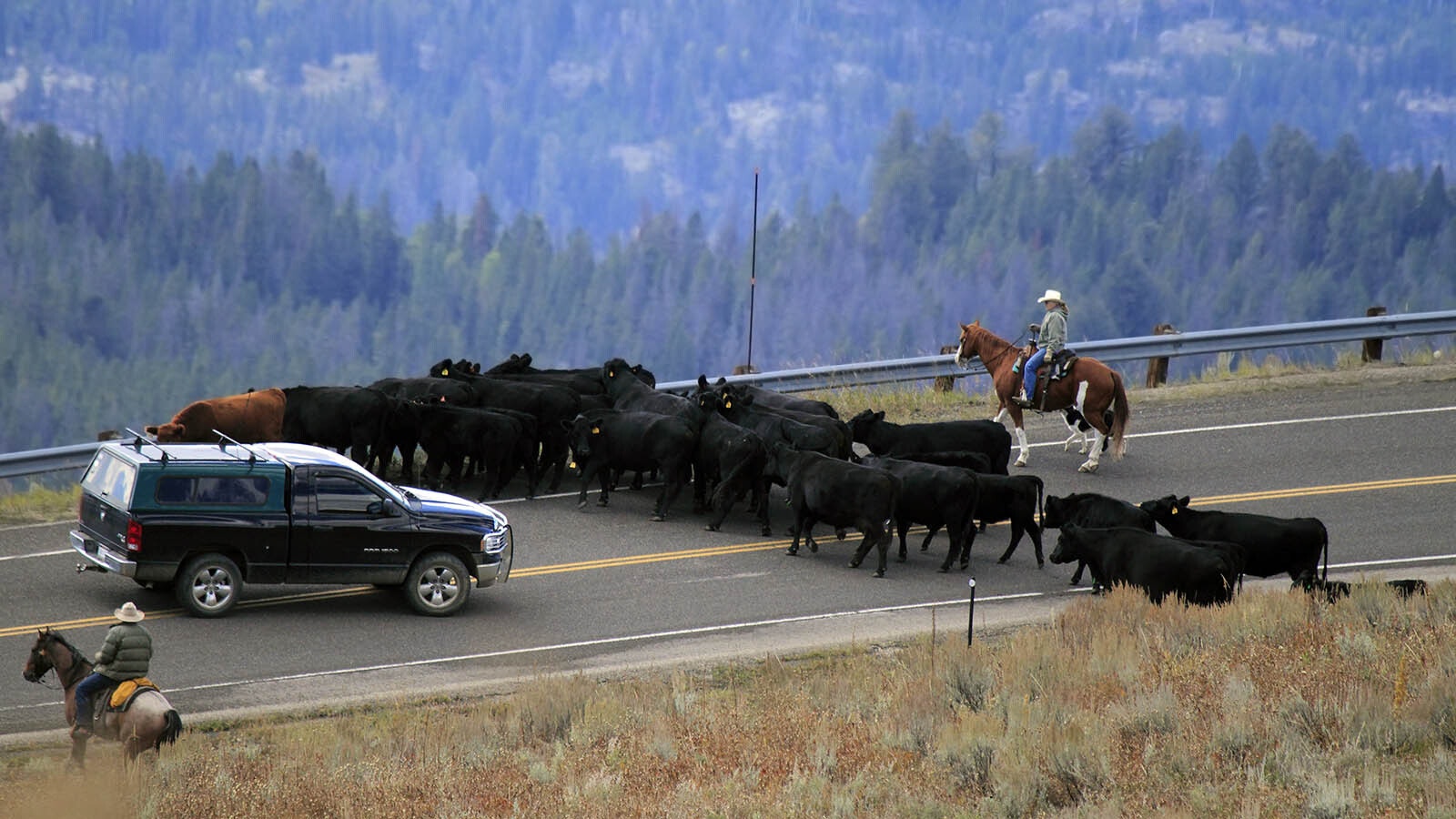 Moving cattle along the Beartooth Highway in northwest Wyoming.