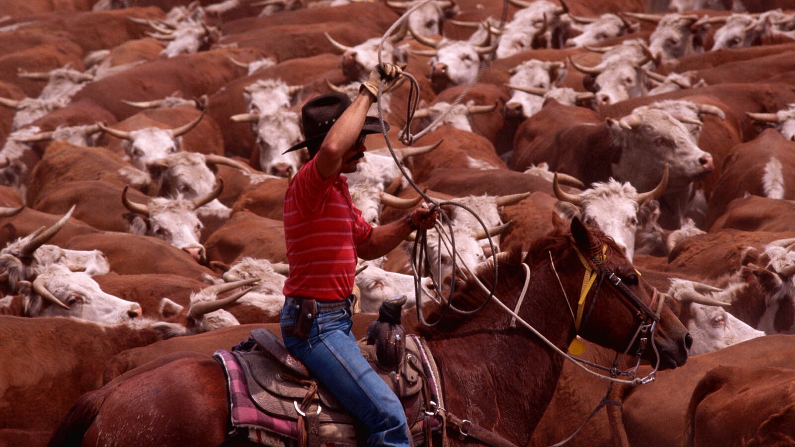 A cowboy prepares to lasso an animal while herding cattle on the Dumbell Ranch in Wyoming in this undated file photo.