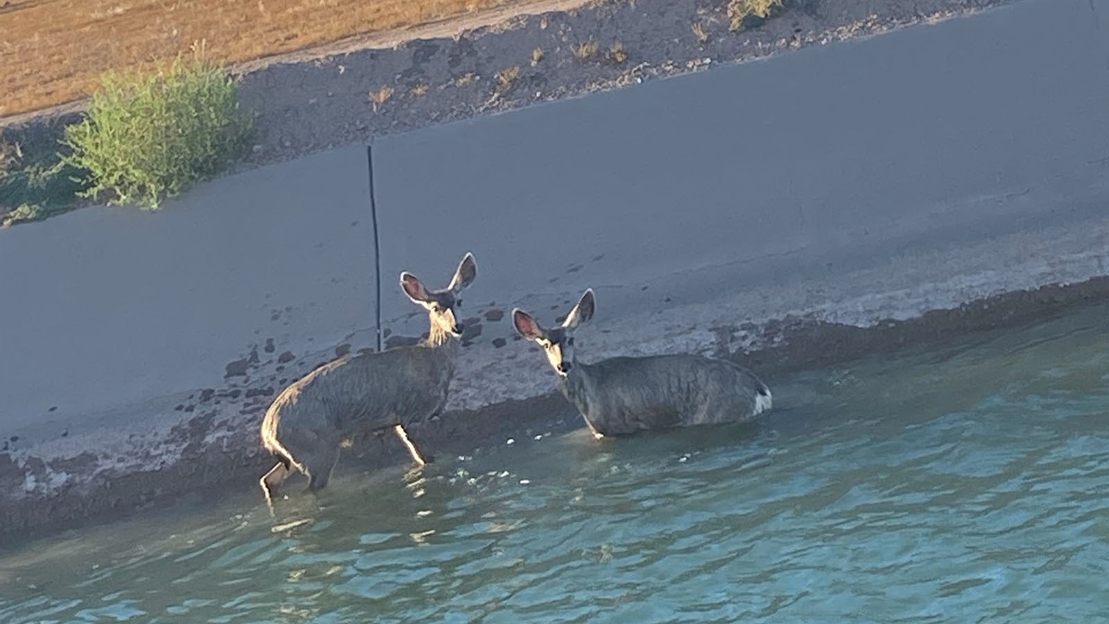 These tired and scared deer couldn't get out of this canal about 50 miles north of Phoenix, Arizona. When state wildlife officials couldn't get them out, they called in a couple of cowboys, who safely lassoed them.