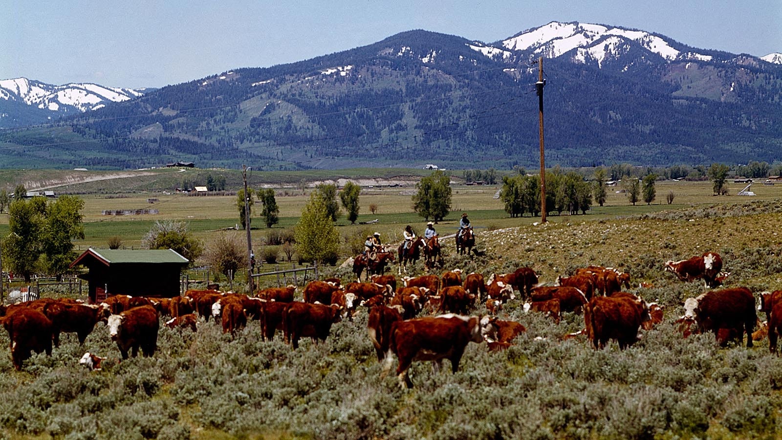 Cowhands keep an eye on a herd of Hereford cattle on a ranch on the summer range in Wyoming in this file photo.