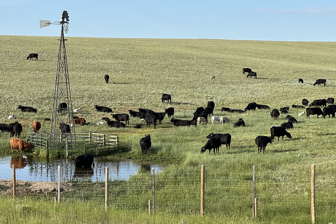 A herd of cows lingers around a watering hole in Albany County.