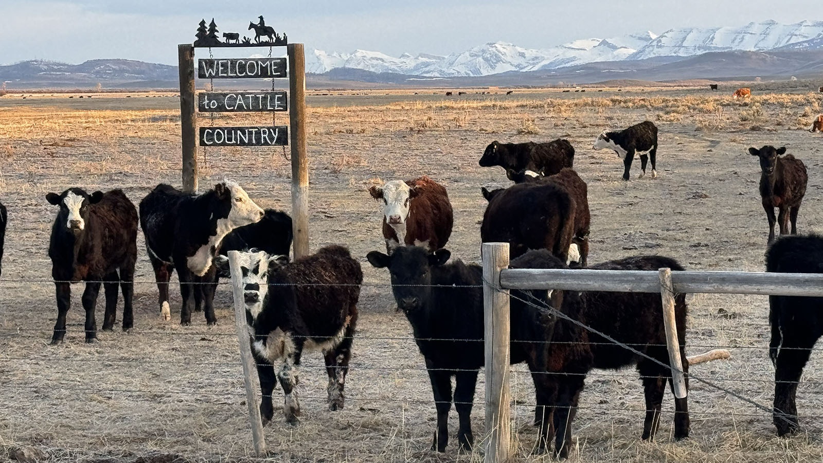 Cattle at Pape Ranch in Daniel. The town is located about 12 minutes to the west of Pinedale, and is known for cattle and horse ranching and fly-fishing along the Green River.