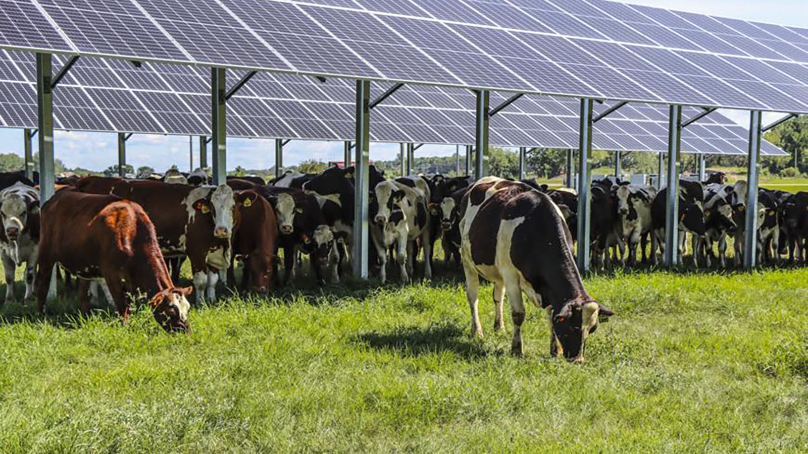 A herd of cows graze under raised solar panels at a University of Minnesota test ranch.