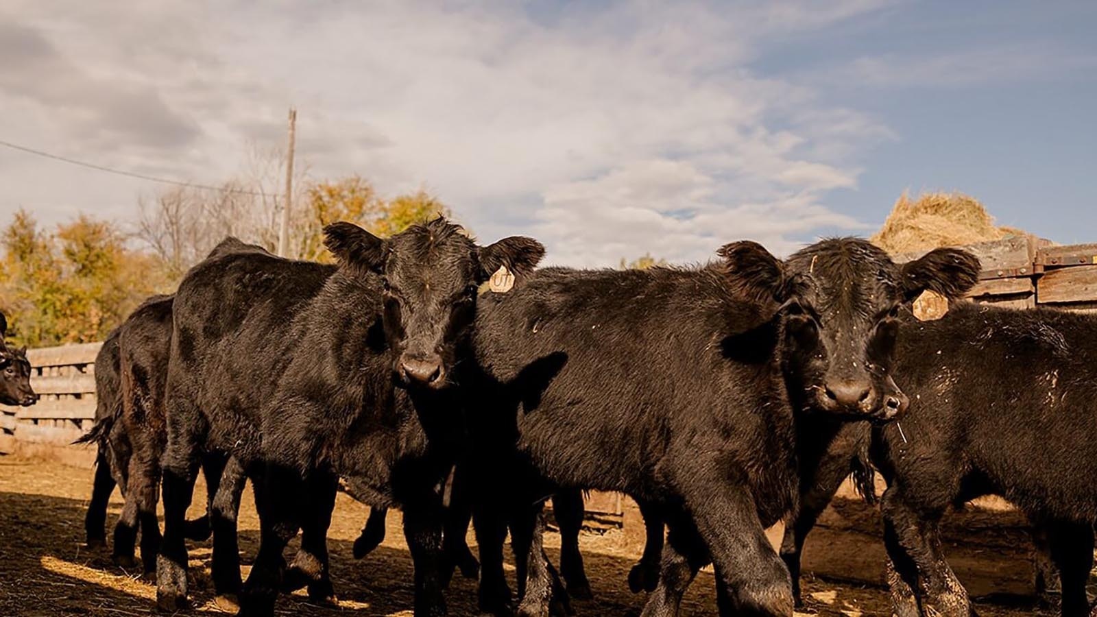 Drought and wildfires is forcing more Wyoming ranchers to sell off more of their cattle. At Torrington Livestock Markets on Friday, Nov. 15, 2024, it was the largest sale in at least a decade.