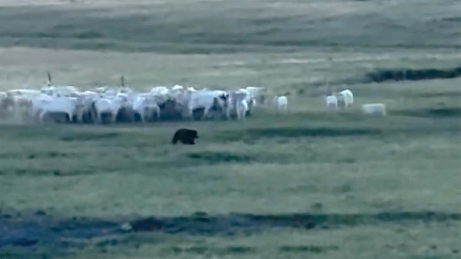 A herd of exceptionally large cows teamed up last week to run off a grizzly bear in Montana. The herd of Charolais cattle, known for their huge size and aggressive nature, surrounded the grizzly and forced it to run away.