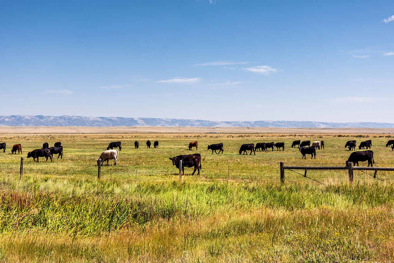 A herd of cows graze Wyoming rangeland in this undated photo.