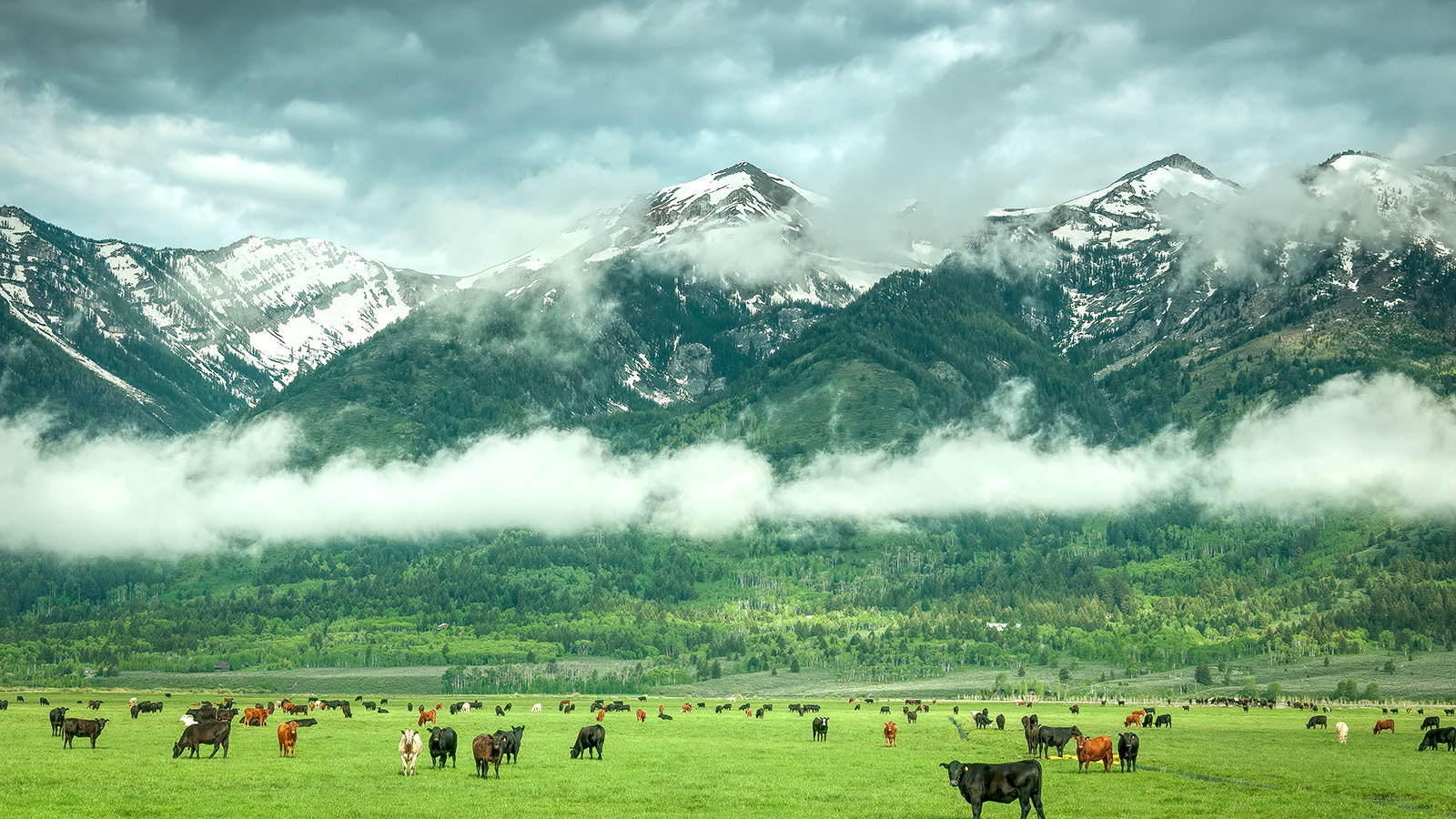 A herd of cows graze in a pasture below low-hanging clouds in Wyoming.
