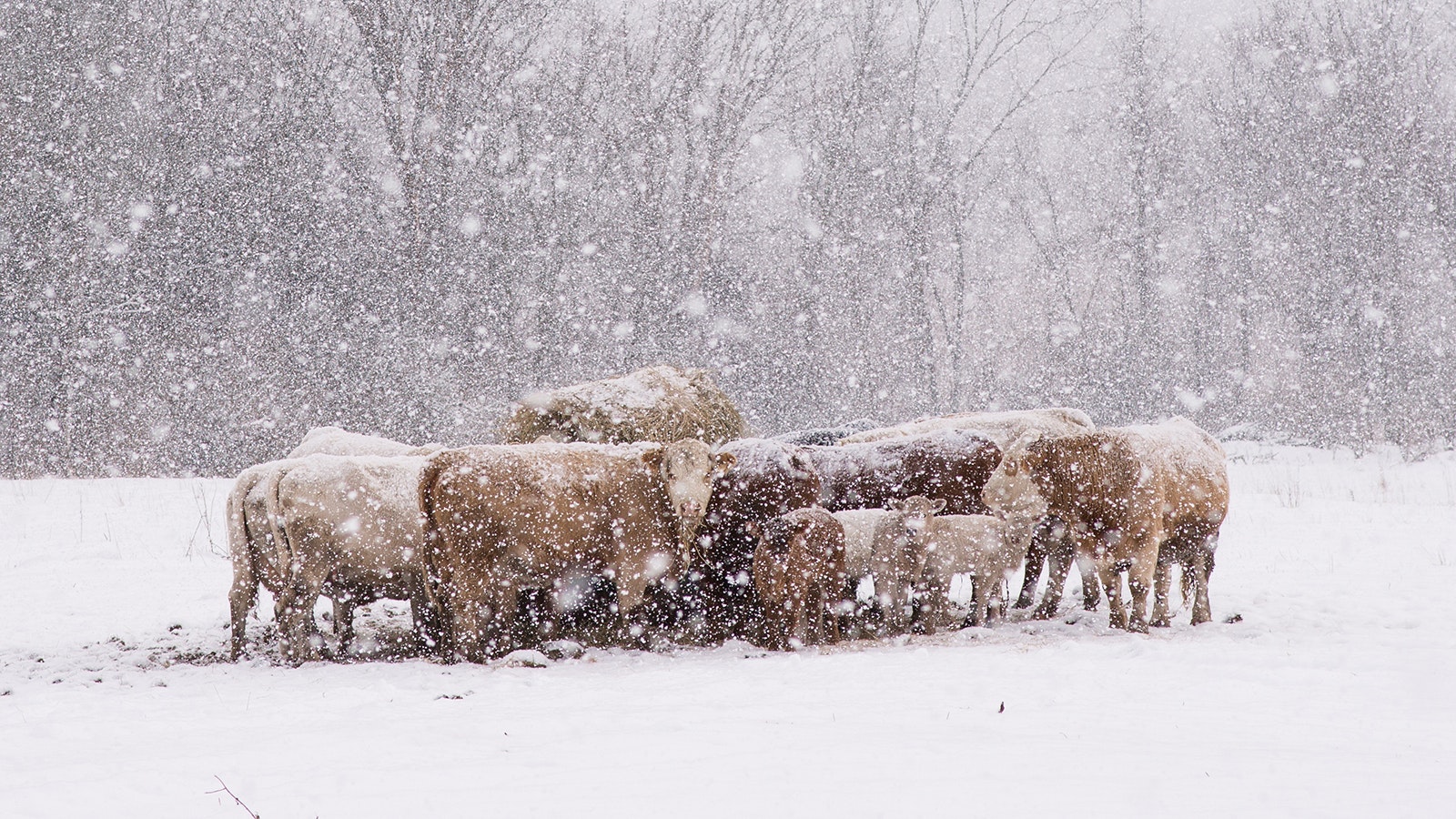 Cows in a blizzard 12 14 23