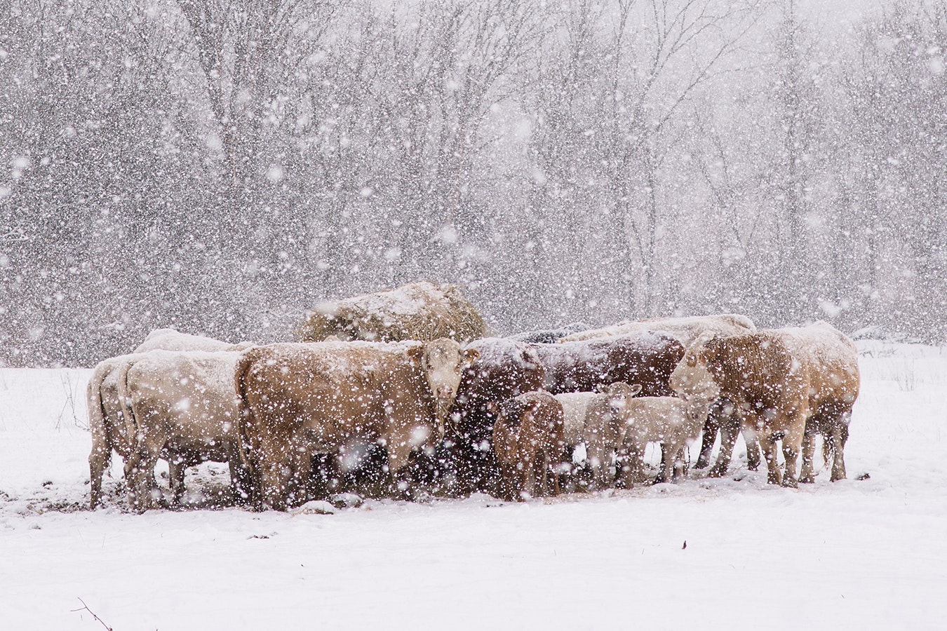 Cows in a blizzard 12 14 23