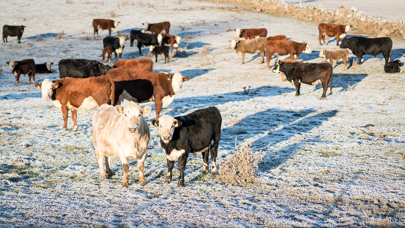 Cows in pasture with snow 2 14 24