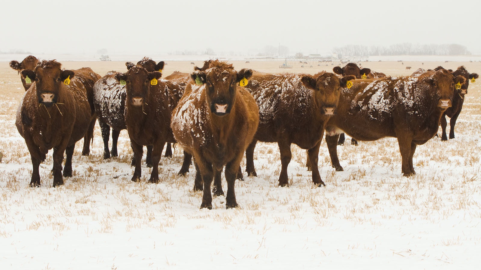 Cows in snow 1 10 23