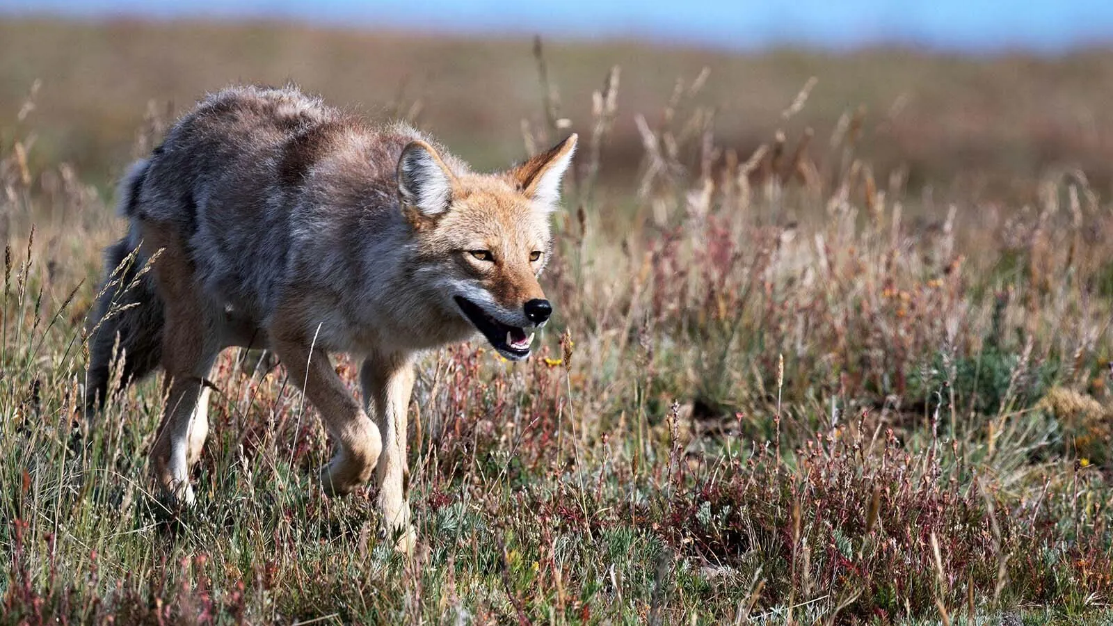 After a roughly three-year ban on M-44 cyanide bombs to kill coyotes on public land, the Trump administration has cleared the way for them to be used.