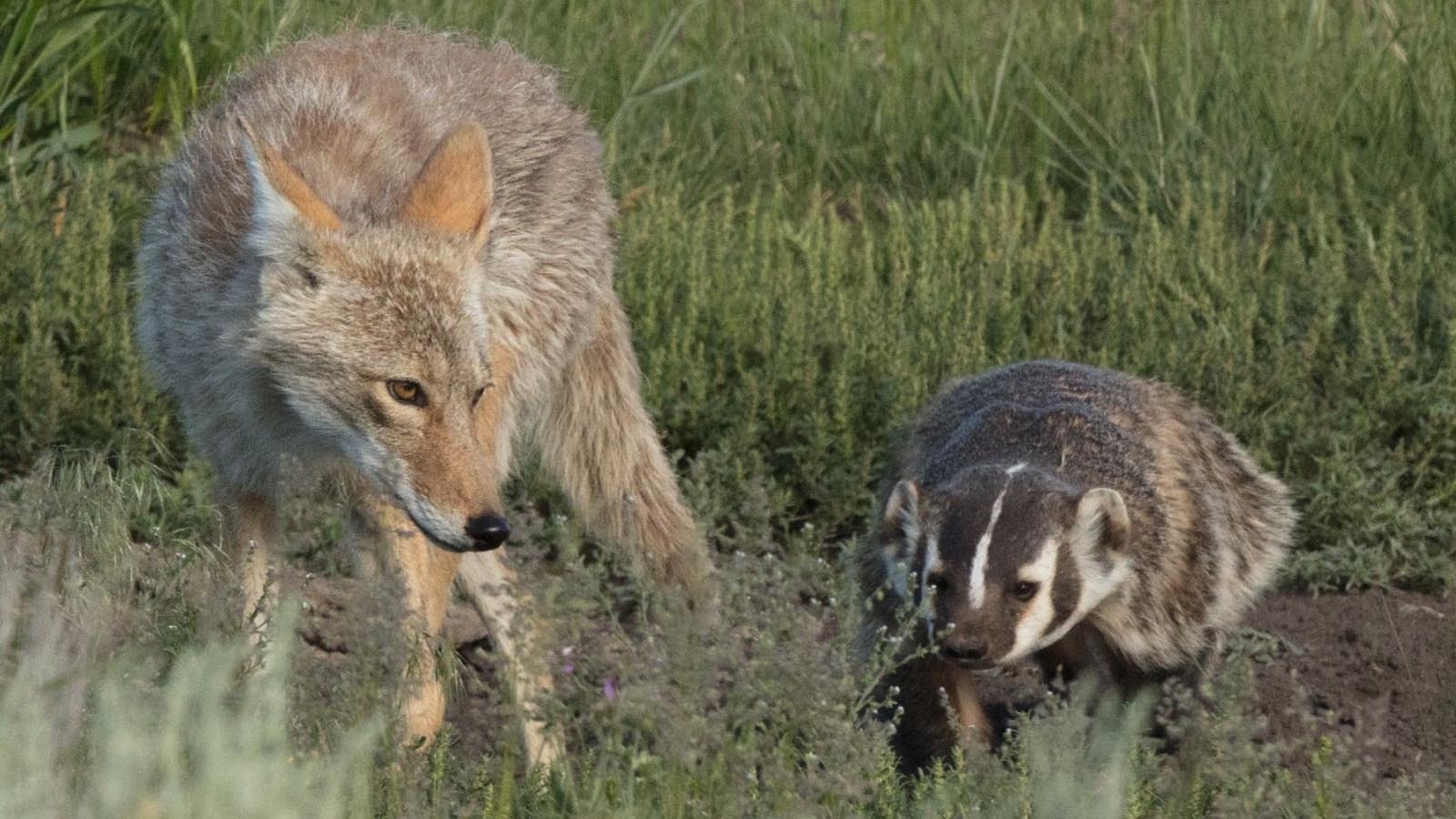 Coyotes and badgers will team up to hunt prairie dogs and ground squirrels. Between the coyotes’ agility and the badgers’ digging power, the rodents don’t stand a chance.