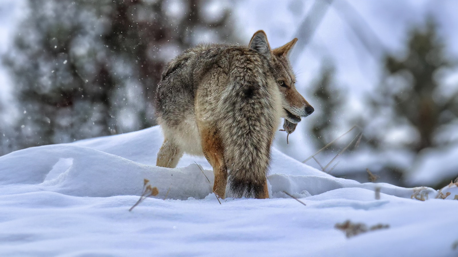 To eat during the winter, coyotes in Yellowstone National Park frequently catch voles burrowing in the snow.