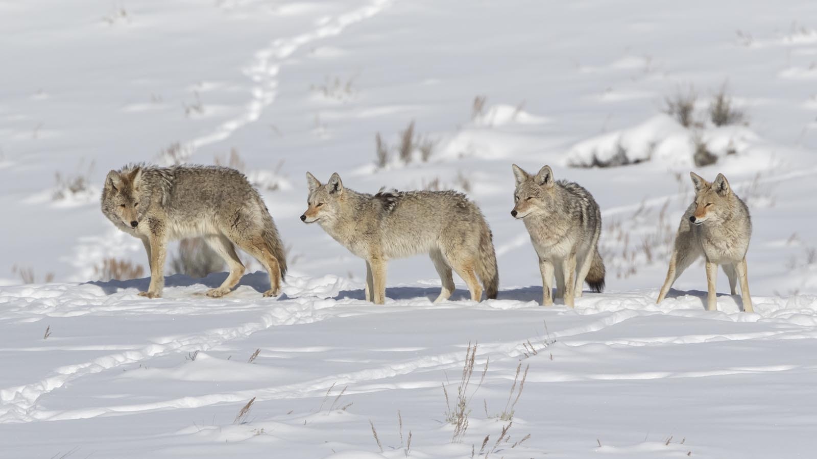 Opponents of coyote hunting contests say they involve needless killing. But supporters say these events involve ethical coyote hunting, with firearms or archery equipment.