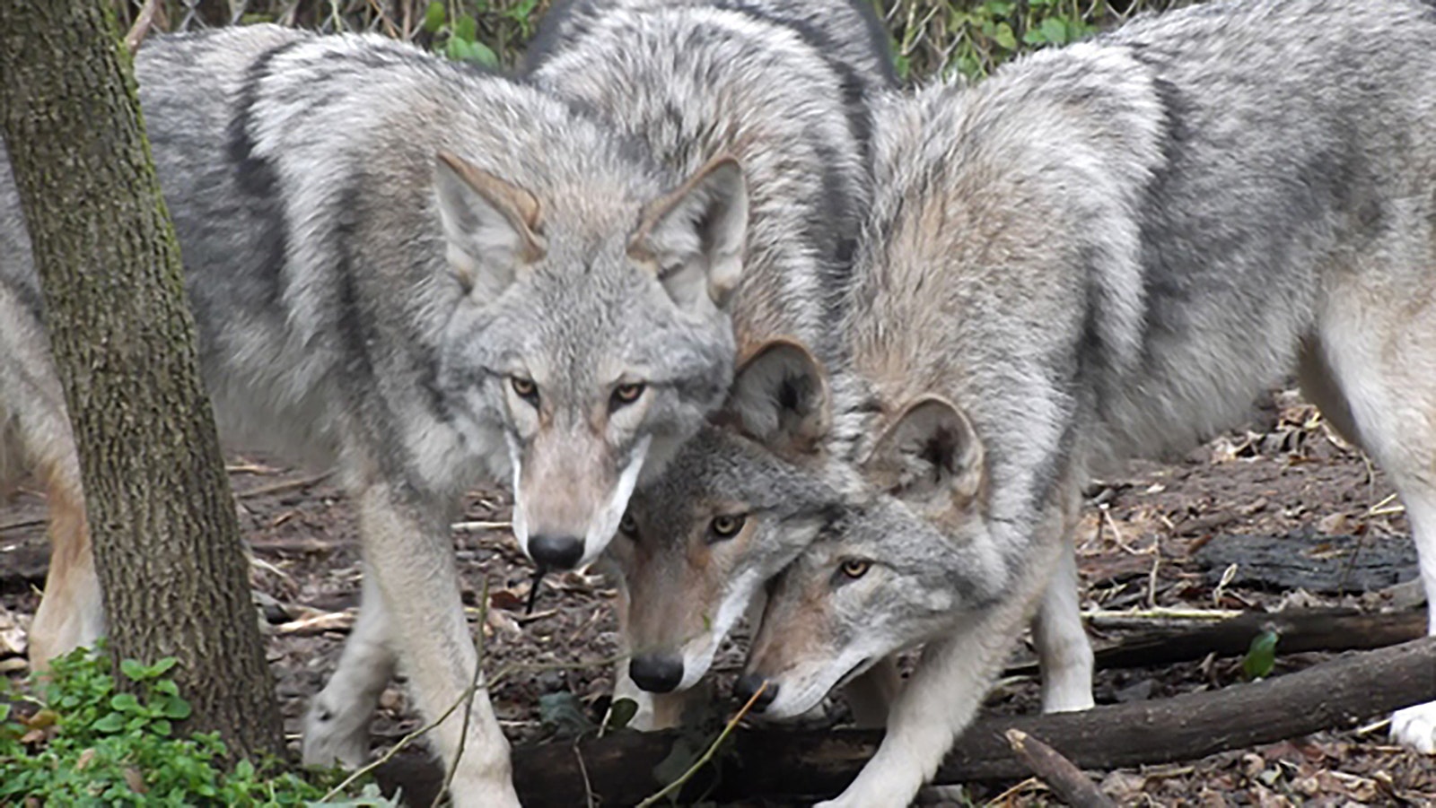 A group of coyote-wolf hybrids, commonly called coywolves, at the Wildlife Science Center in Forest Lake Minnesota.