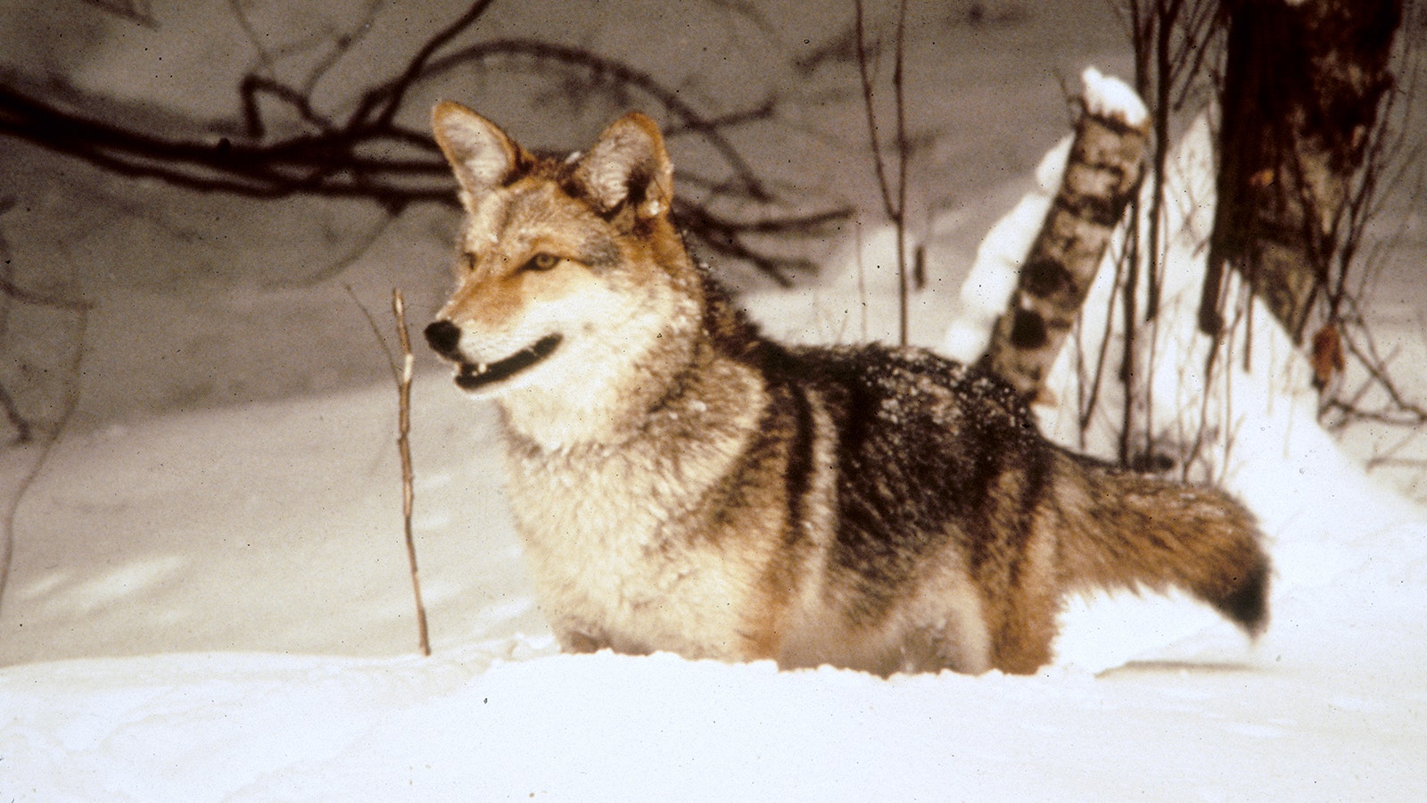 Eastern coyotes, commonly called “coywolves,” have mixed DNA from coyotes, wolves and sometimes even domestic dogs. They’re larger than Wyoming coyotes.