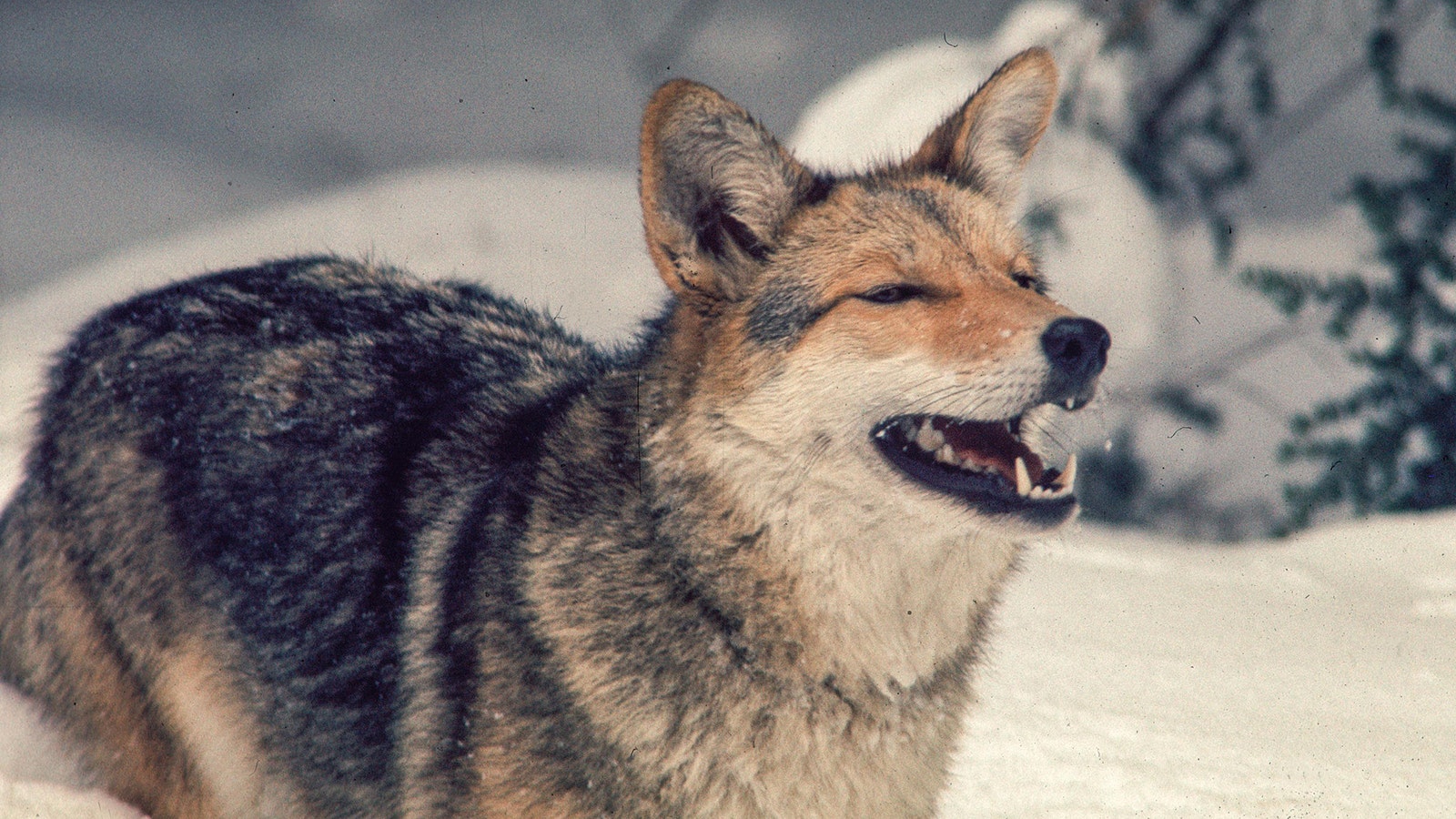 Eastern coyotes, commonly called “coywolves,” have mixed DNA from coyotes, wolves and sometimes even domestic dogs. They’re larger than Wyoming coyotes.