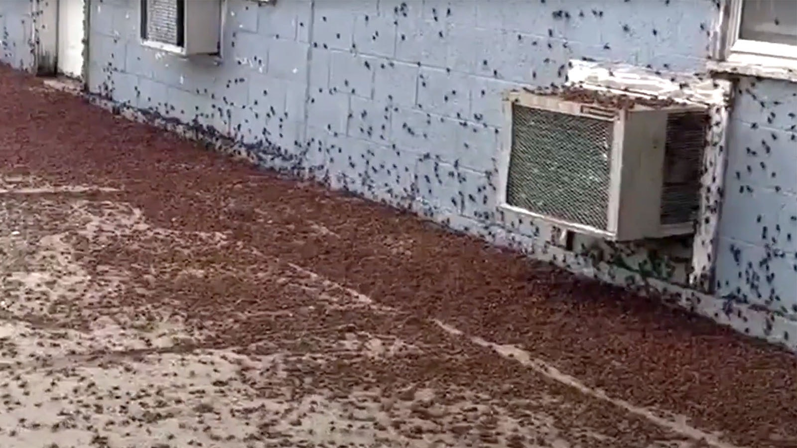 There are so many crickets in Edgerton, Wyoming, that they're inches deep in some places. Local resident Ava Blackmore shared images of the infestation with Cowboy State Daily.