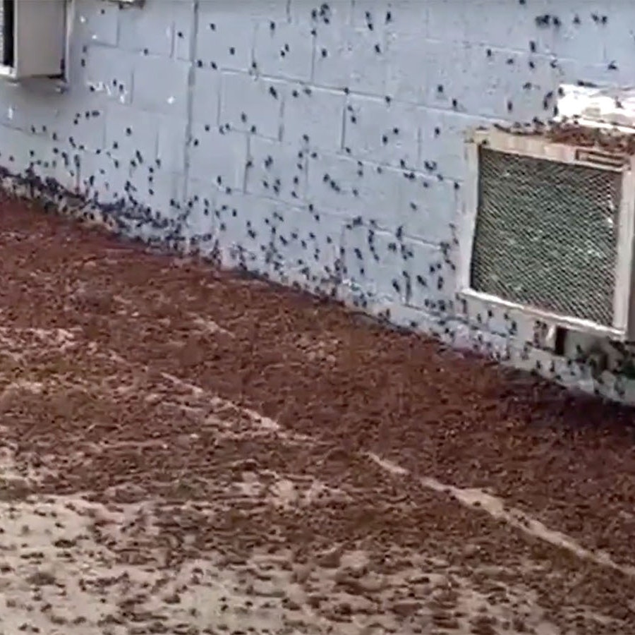 There are so many crickets in Edgerton, Wyoming, that they're inches deep in some places. Local resident Ava Blackmore shared images of the infestation with Cowboy State Daily.
